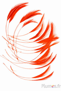 Haan - 10-15 cm - oranje rood